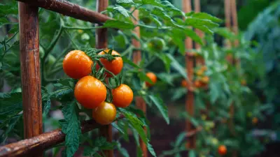 Ultimate Guide to Choosing the Best DIY Tomato Trellis for Your Garden