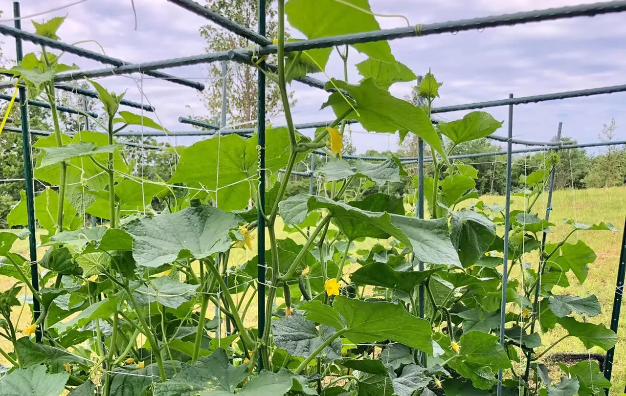 Innovations Transforming Modern Gardening 3.jpg