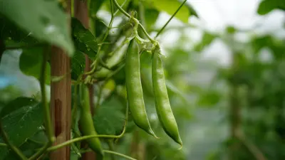 Ultimate Checklist for Choosing the Best Runner Bean Climbing Frame for Your Garden Business