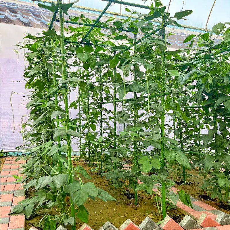 The Arched Tunnel The Garden's Grand Entrance.png