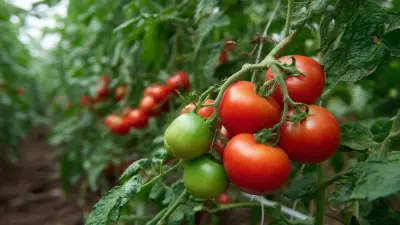 15 Essential Tips for Maximizing Your Tomato Plant Support Success