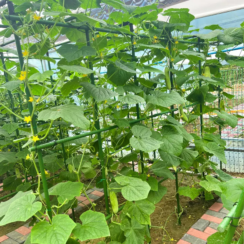 5 Ingenious Cucumber Trellis Ideas to Transform Your Garden (And Your Harvest!).png