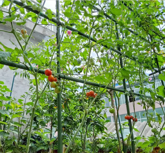 The Vertical Wal The Space Saving Superstar.png