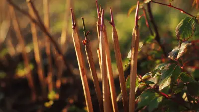 Ultimate Guide to Plant Stakes Comparison for Gardening Enthusiasts