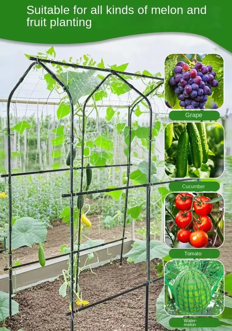 Cucumber climbing frame  (7)