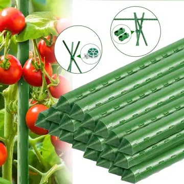 Plastic-Coated Steel Vine Support Stake for Cucumber, Grape, Watermelon