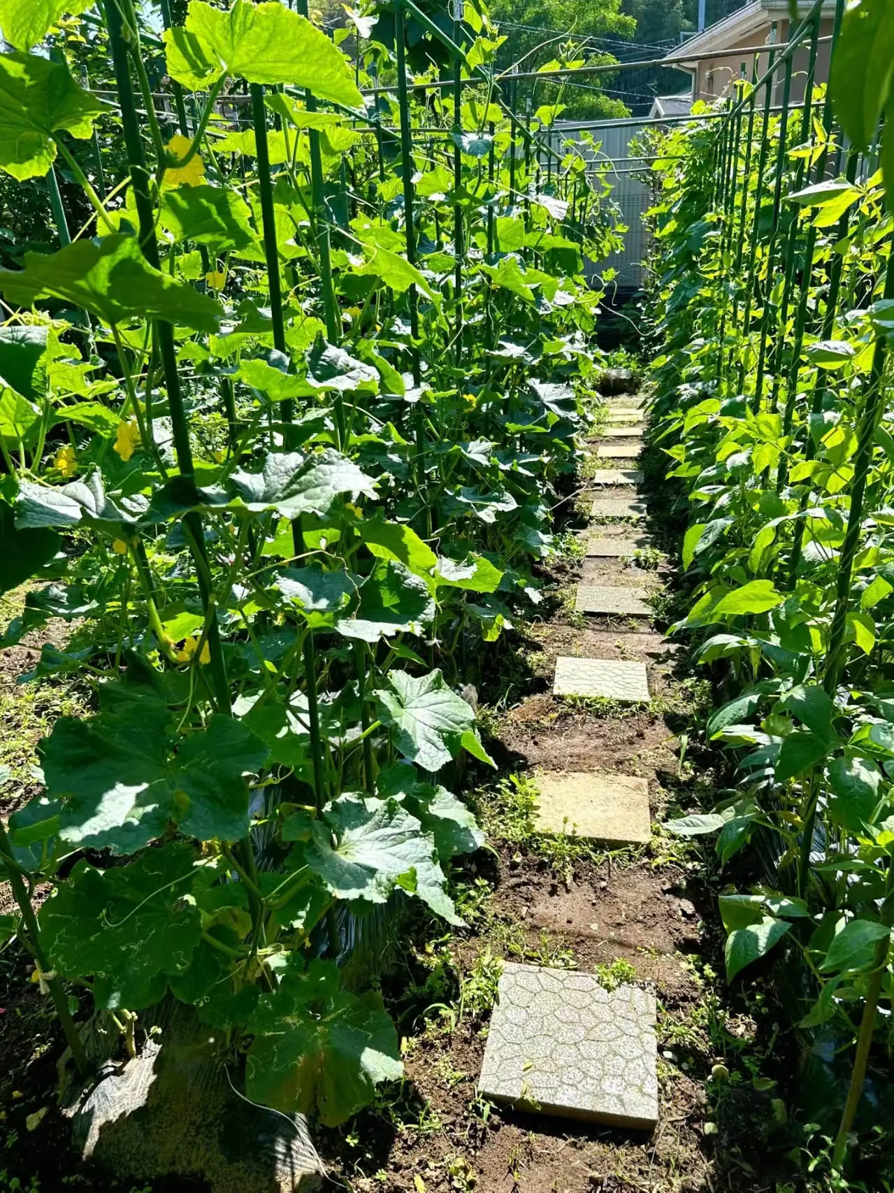 5 Ingenious Cucumber Trellis Ideas to Transform Your Garden.png