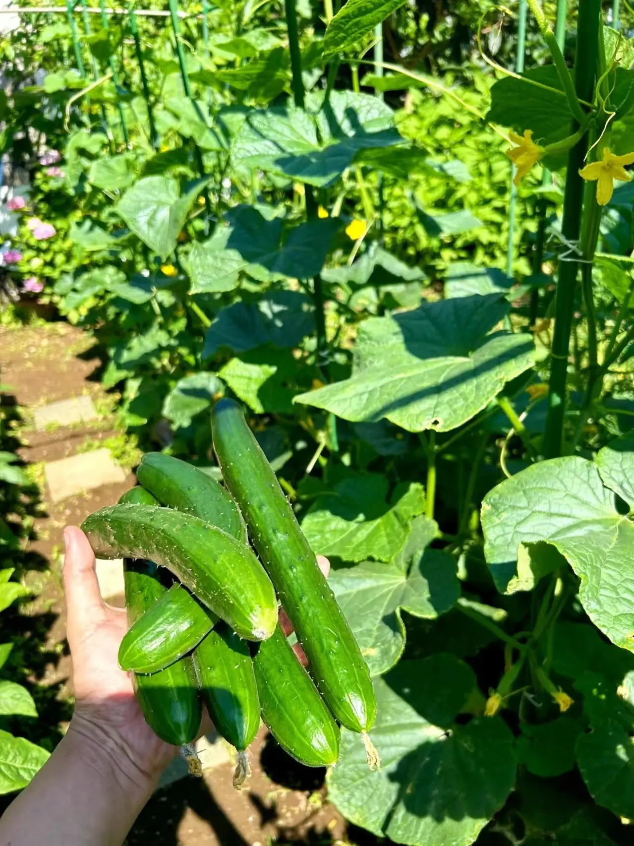 5 Ingenious Cucumber Trellis Ideas to Transform Your Garden(1).png