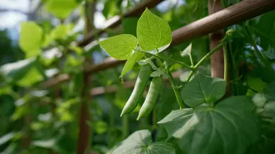 Addressing Common Issues with Runner Bean Support Climbing Frames for Thriving Gardens