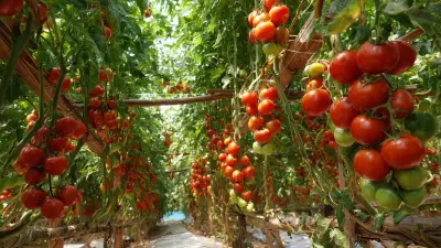 Maximize Your Tomato Harvest: The Ultimate Guide to Heavy Duty Tomato Cages